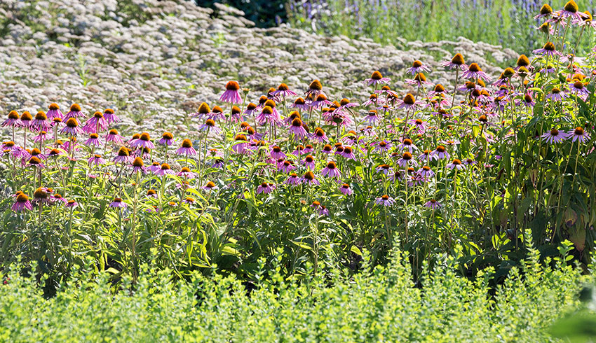 Flower field at the Eminence Certified Organic Farm in Hungary